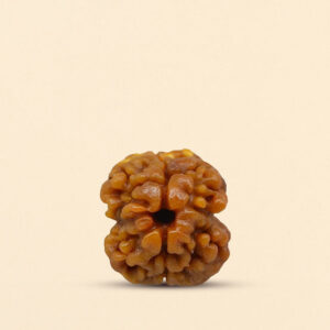 2 Mukhi Rudraksha